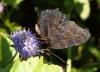 Aglais io